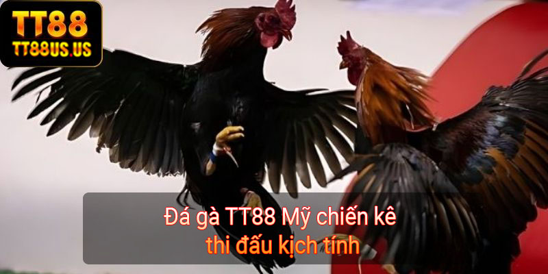 Đá gà TT88 Mỹ chiến kê thi đấu kịch tính