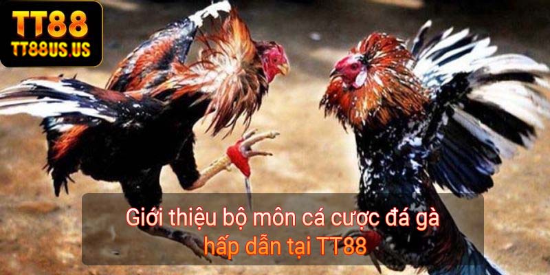 Giới thiệu bộ môn cá cược đá gà hấp dẫn tại TT88