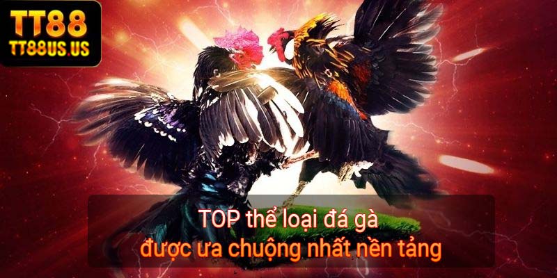 TOP thể loại đá gà được ưa chuộng nhất nền tảng